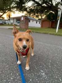Angus/Redington Beach