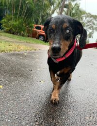 Lucy-Dachshund/Holiday