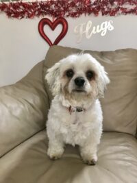 Buddy/Indian Rocks Beach