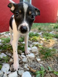 W-Litter Pups Ward and Wanda /Redington Beach