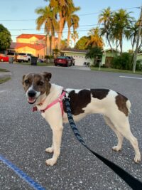 Jackie/Redington Beach