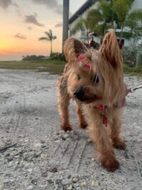 Sylvia/Redington Beach