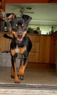 Trixie/Citrus Park