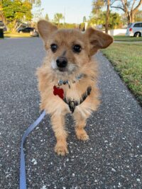 Harley/Redington Beach