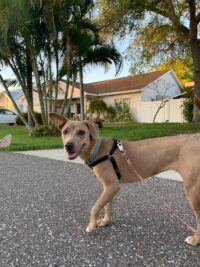 Millie/Redington Beach