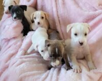 Valentine Litter/Redington Beach