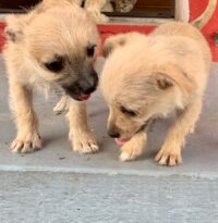 Teddy and Timmy /Redington Beach