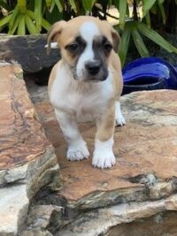 Layla/Seminole