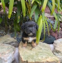 Louie/Seminole