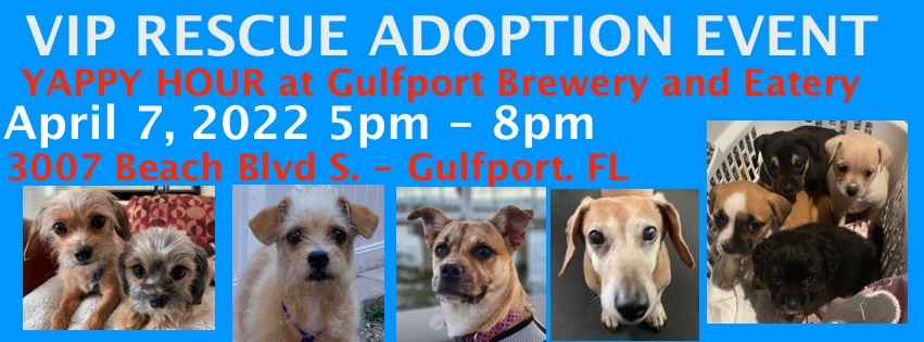 VIP RESCUE ADOPTION EVENT APRIL 7, 2022
VIP Rescue is the featured dog rescue at the Gulfport Brewery and Eatery for Yappy Hours in April!
Weather dependent we will be there this Thursday, April 7th from 5-8 pm with a some of our adoptable pups. 
Come out and see us at 3007 Beach Blvd S, Gulfport, FL 33707 
If you’re interested in adopting at the event, please fill out your applications by Tuesday night, April 5th at: 
https://viprescue.org/?page_id=315&j=772
To see all of our adoptable pups visit us at viprescue.org