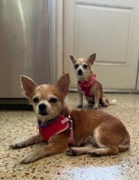 Hazel/Bertha – Bonded Pair/Indian Rocks Beach
