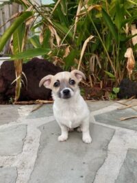 Toby/Seminole