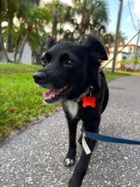 Stella/Redington Beach