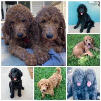 Standard Poodle Puppies / Available for Adoption!! Located in: Port Orange/