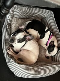 Bonnie and Clyde- BONDED