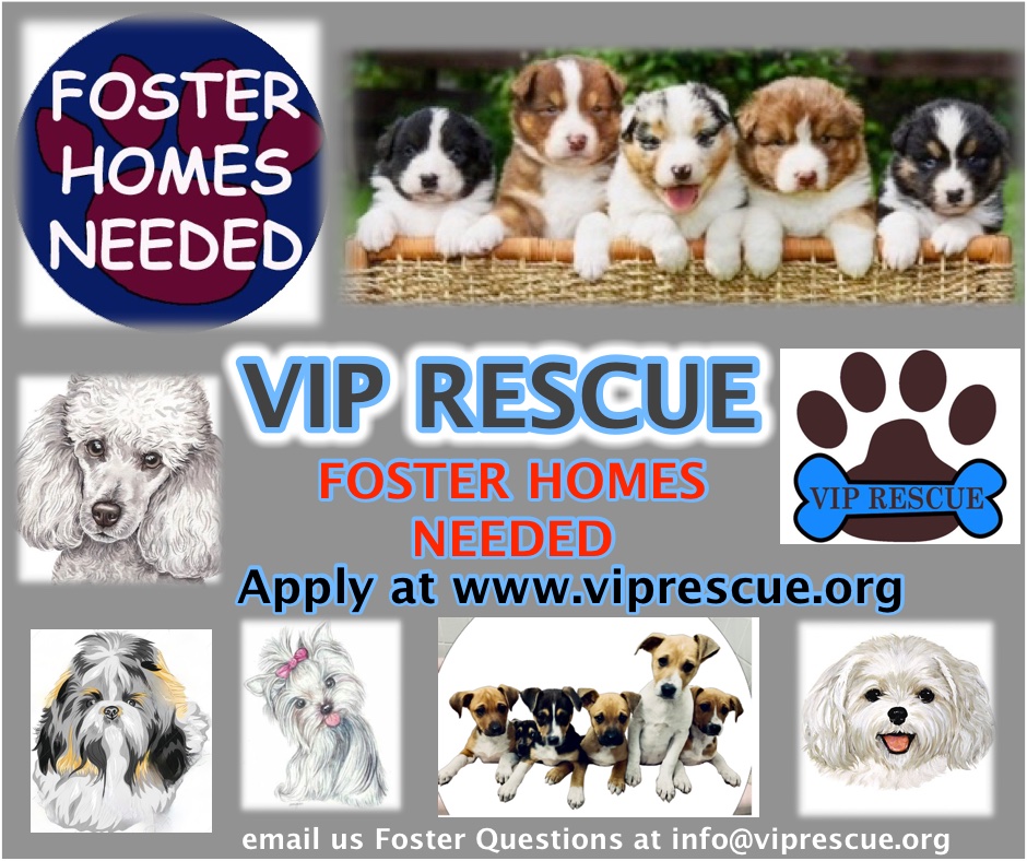 Adoptable | VIP Rescue