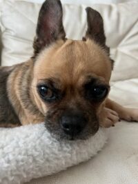 Fawn/Redington Beach