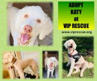 KATY/Adoption Pending