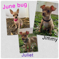 Juliet, Jimmy and JuneBug / Redington Beach