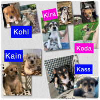 Kira-F, Koda-F, Kass-M, Kohl-M, Kain-M