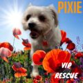Pixie / Holiday AVAILABLE FOR ADOPTION!!!