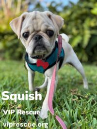 Squish / Redington Beach