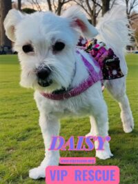 Daisy/Redington Beach