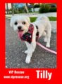 Tilly / St. Petersburg
