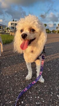 Snowball / Redington Beach