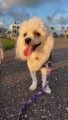 Snowball / Redington Beach