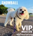 Snowball / Redington Beach