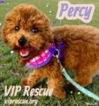 Percy / Redington Beach