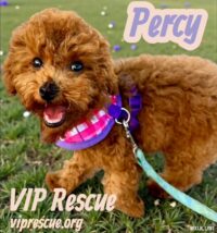 Percy / Redington Beach